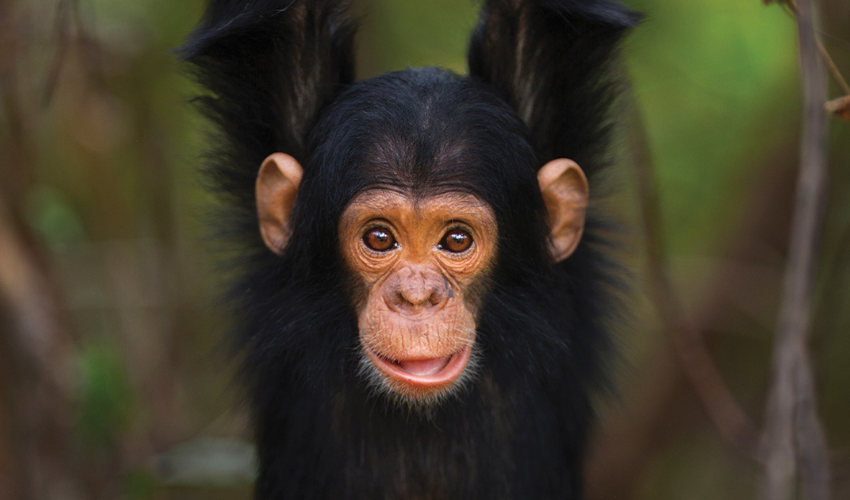 Luxury Safari in Rwanda